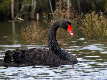 Black swan 1 - Bulbararing Lagoon 2023