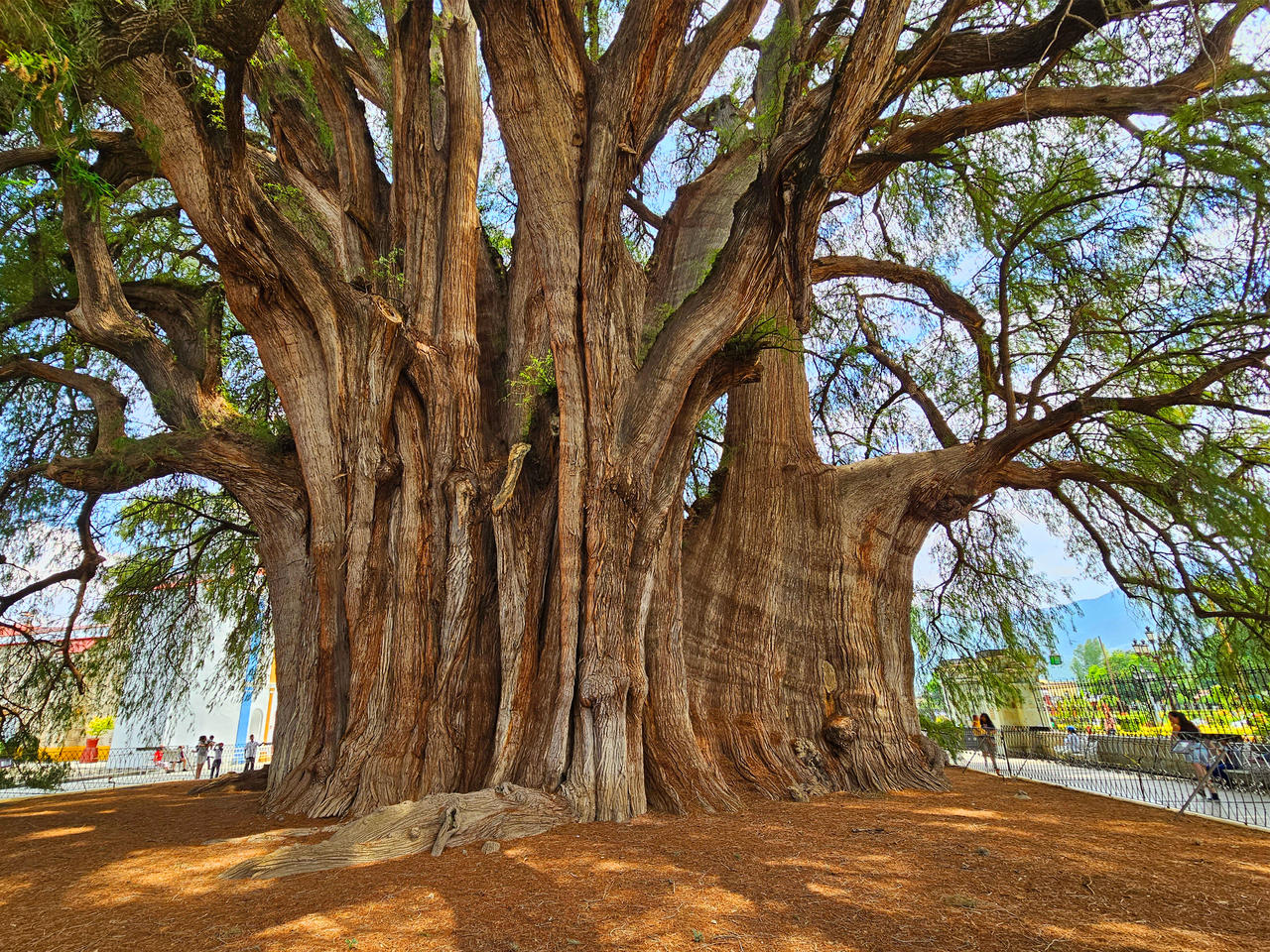 Tule tree 1 - Oaxaca, Mexico by wildplaces on DeviantArt