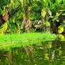 Jungle reflections 1 - Tortuguero, Costa Rica