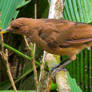 Clay-coloured thrush 2 - Puerto Jiminez