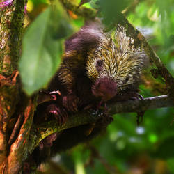 Mexican tree porcupine - Costa Rica