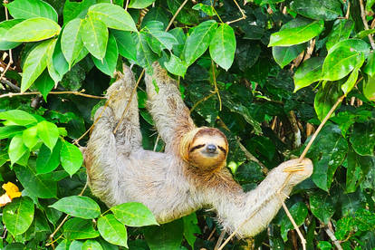 Three-toed sloth 1 - Tortuguero