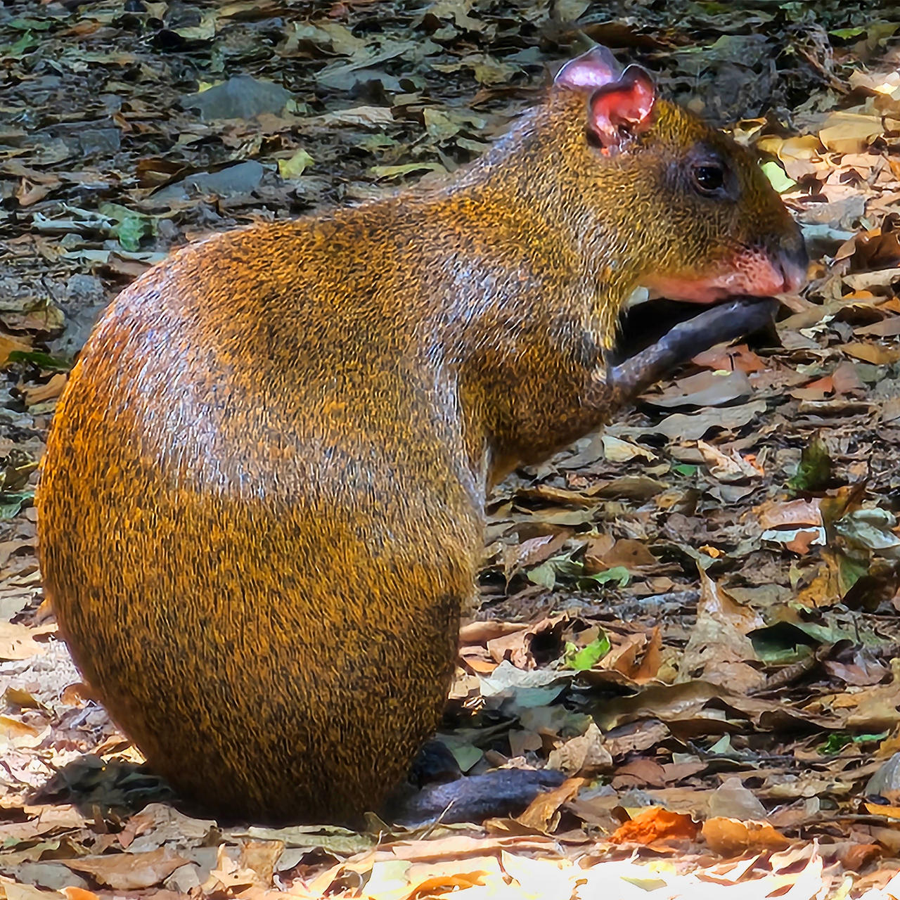 Ahuevo Curi Agouti 1 - Curi Cancha, Costa Rica by wildplaces on DeviantArt