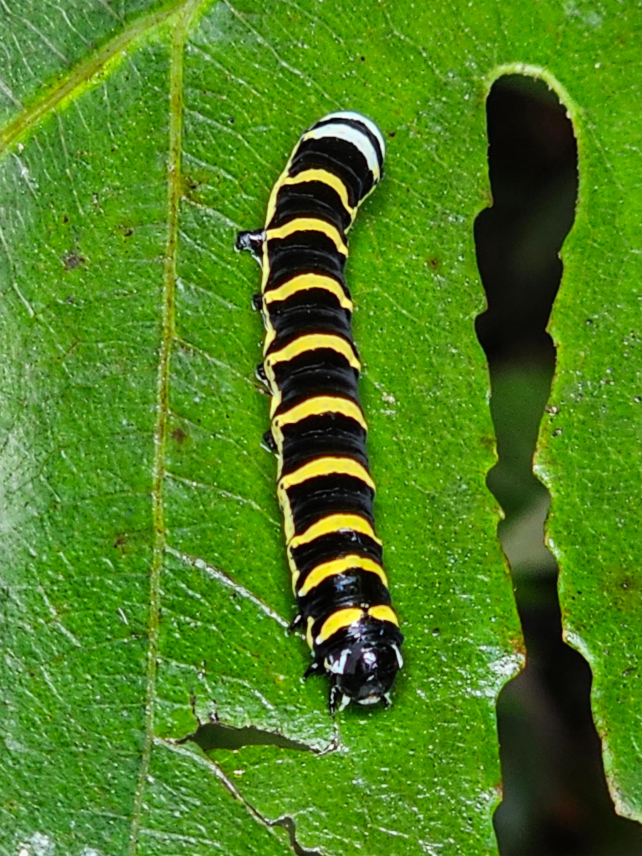 Caterpillar 1 - Monteverde, Costa Rica