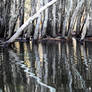 Tree reflections 2 - Cochrone Lagoon 2023