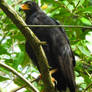 Common black hawk 1 - Puerto Jiminez