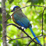 Lesson's motmot 2 - Monteverde, Costa Rica