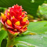 Jungle flower 1 - Monteverde, Costa Rica