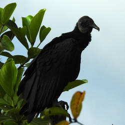 Black vulture - Mt Arenal by wildplaces