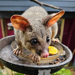 Possum feeding time - Avoca 2023