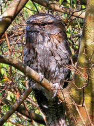 Tawny frogmouth 2 - Avoca 2024