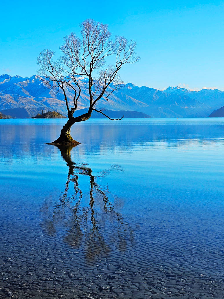 Wanaka willow tree 2 - New Zealand by wildplaces on DeviantArt