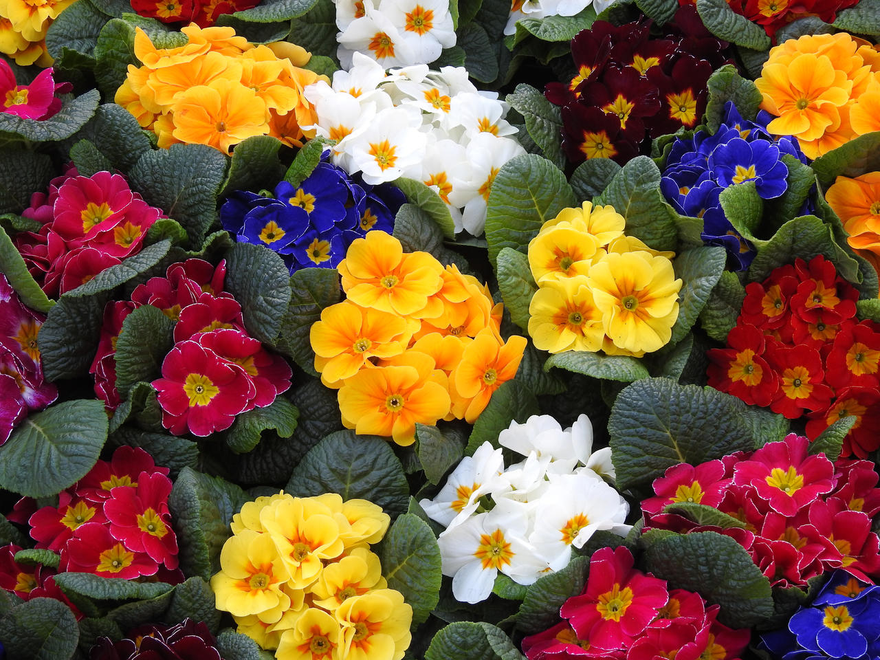 Primulas Primulas at Baden Baden, Germany by wildplaces on DeviantArt