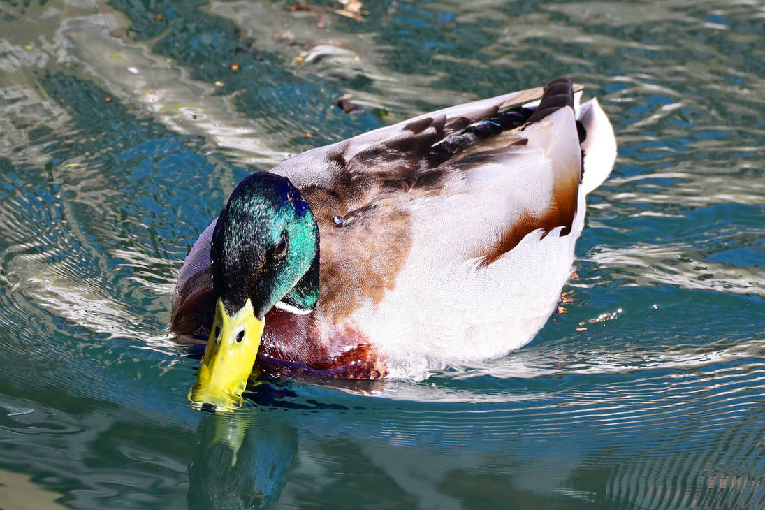 Mallard Duck Colmar France By Wildplaces On DeviantArt mallard-duck-colmar-france-by-wildplaces-on-deviantart