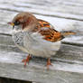 House sparrow - Stewart Island, New Zealand