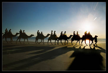 Camel silhouettes and shadows by wildplaces