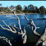 River red gum no more - 1