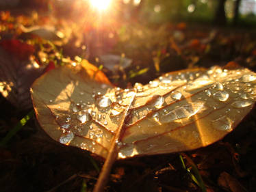 39. leaf at sunrise