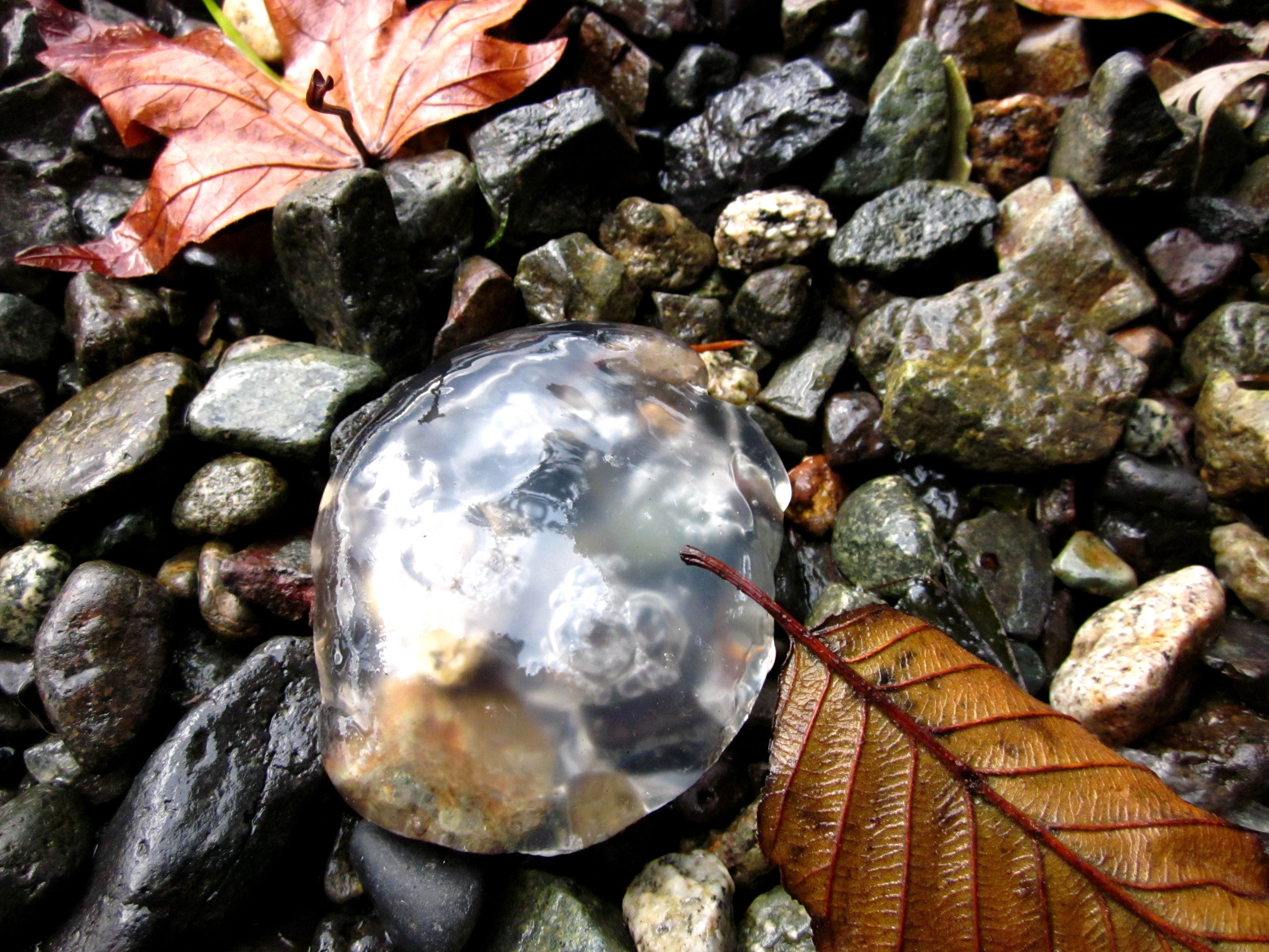 190. jellyfish on the beach