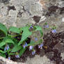 Little bee in blue-ish Flower
