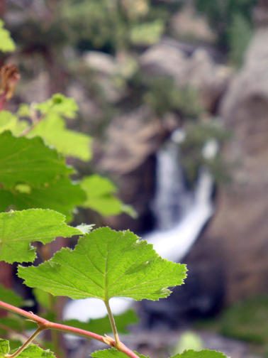 Springleaf Waterfall Leafs and waterfall by Seabear on DeviantArt