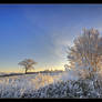 Frost Sunrise