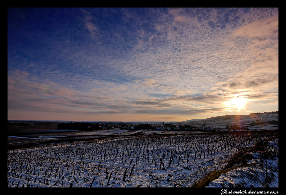 Pommard in winter