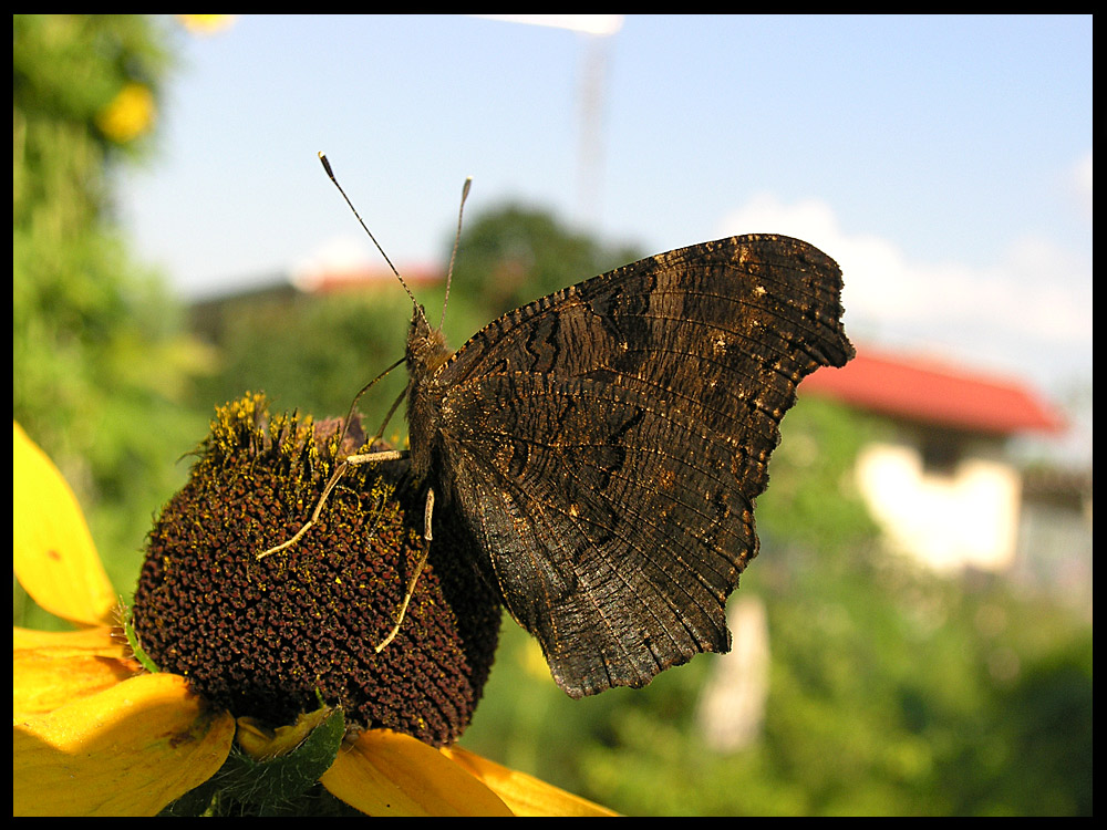 butterfly1