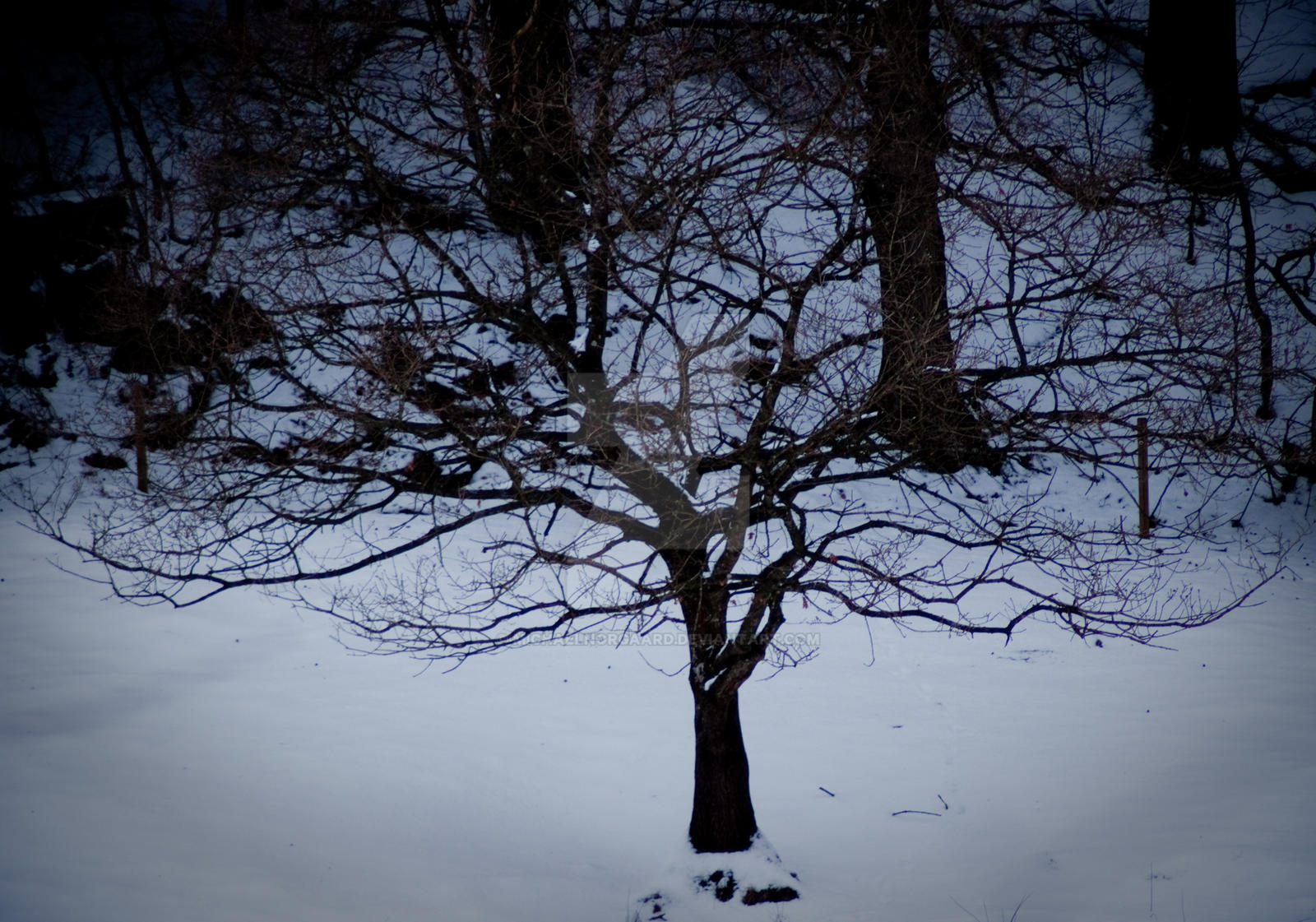 lonely wintertree