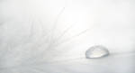 Solitude In white by Maceo-x-