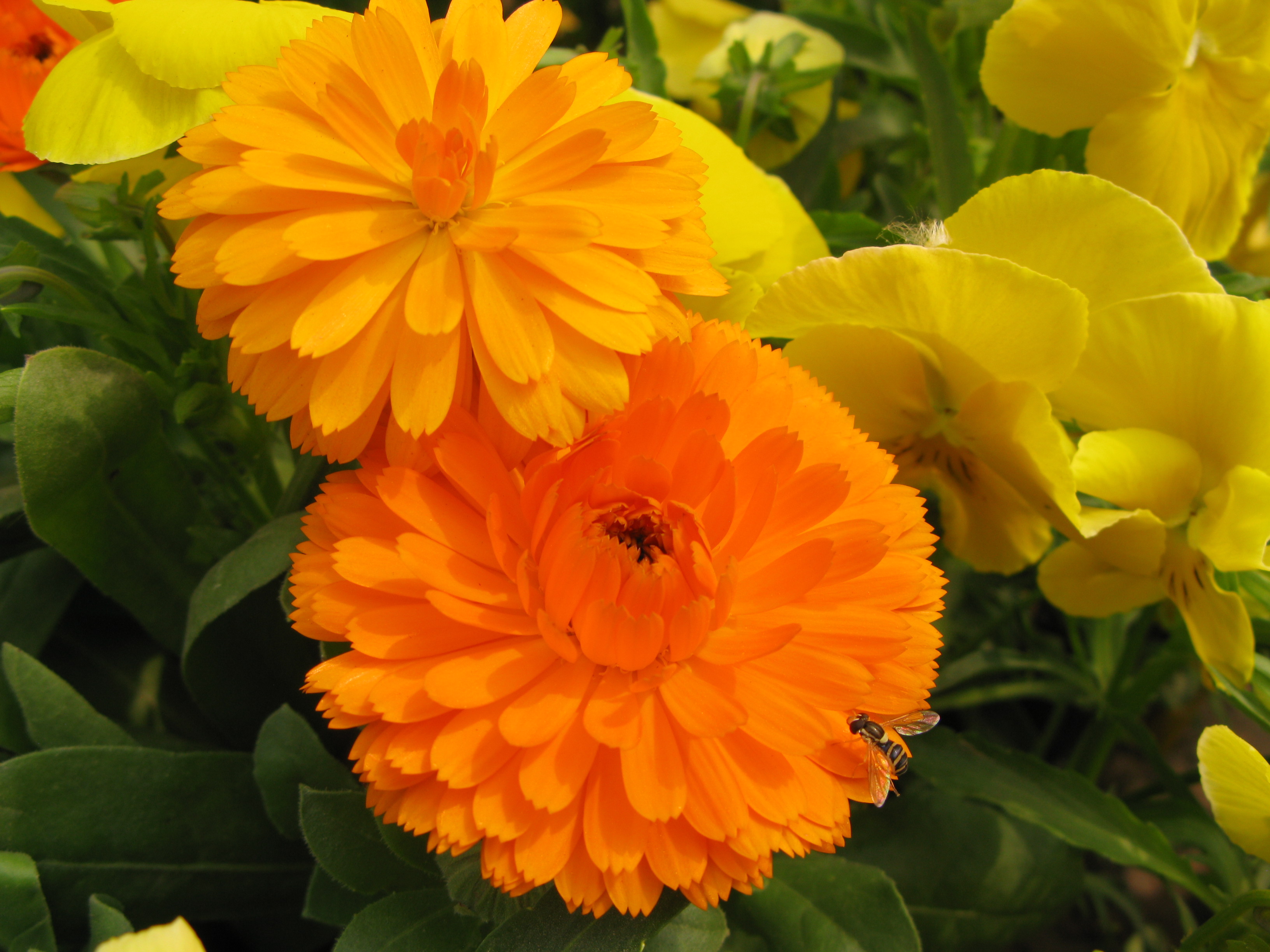 Luoyang Peony Festival: King Of Flowers