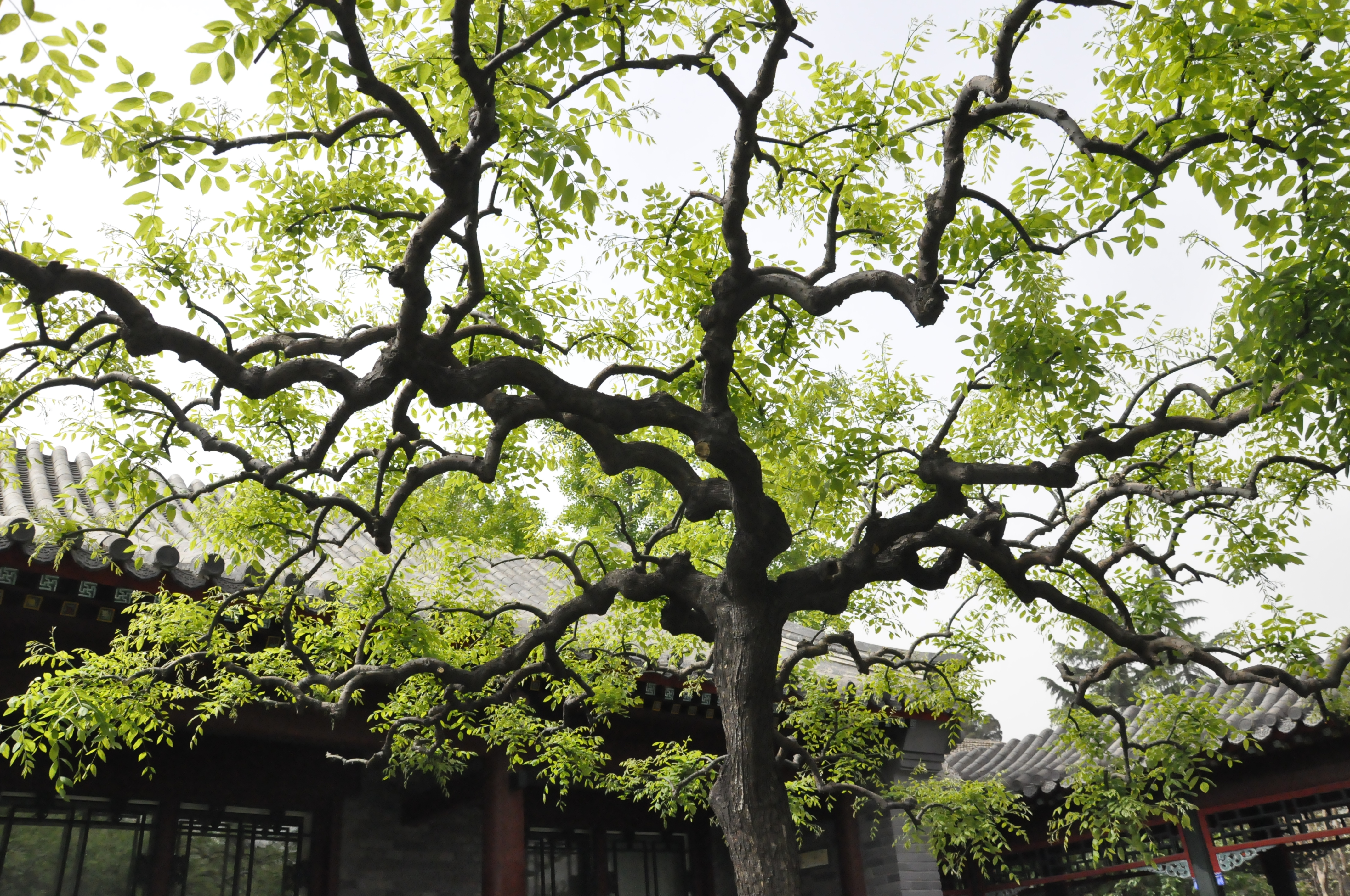 Tsinghua University 101 years old anniversary.