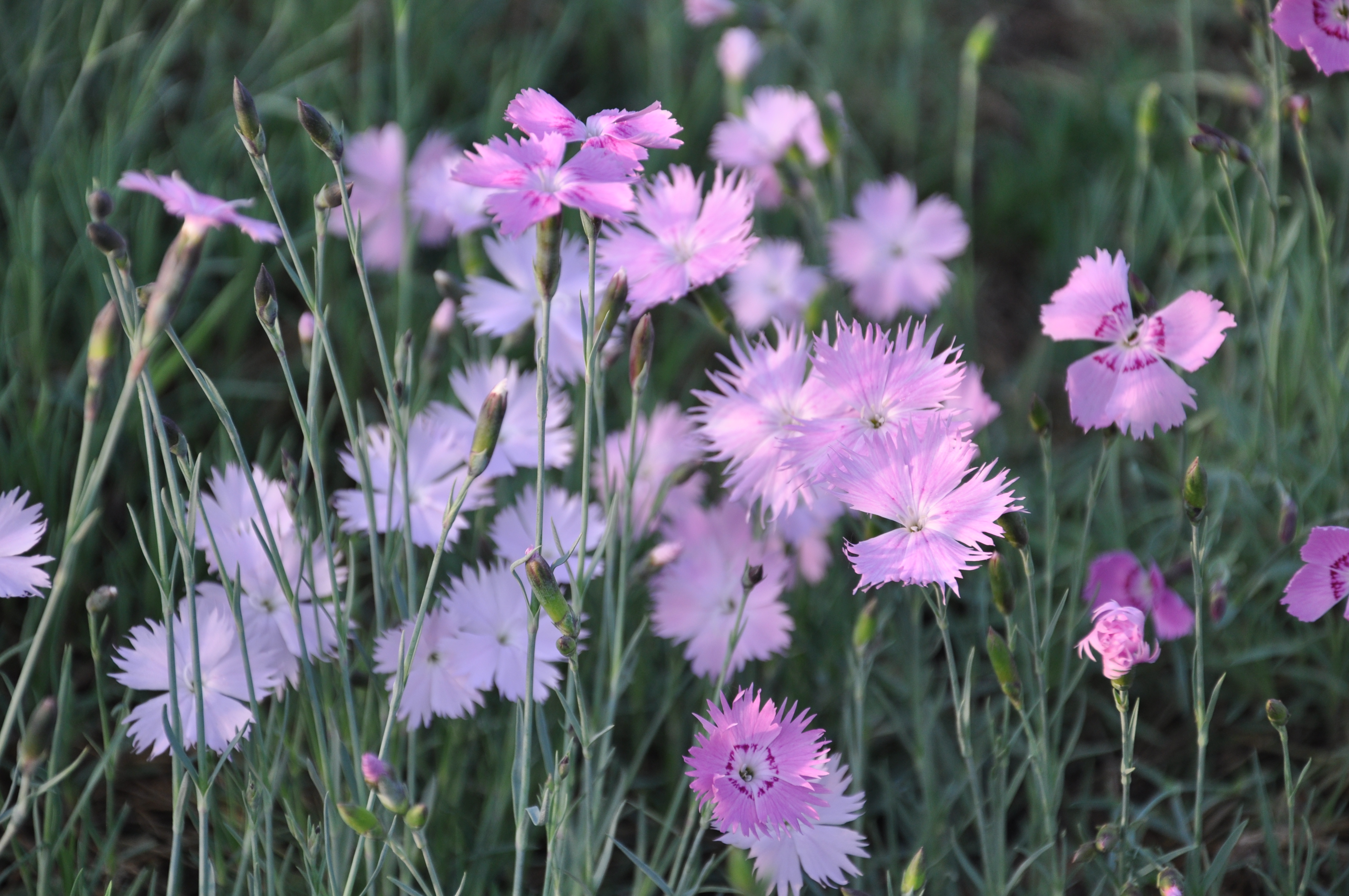 Some Flowers