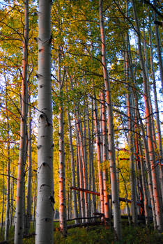 First light in the Aspens