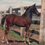 Storm As a Foal