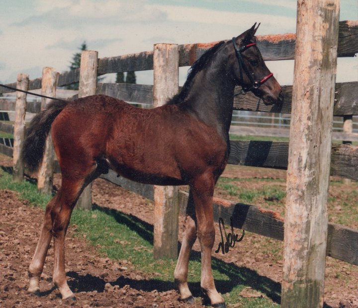 Storm As a Foal