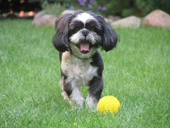 Grandparents dog - Goffi