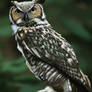 Great Horned Owl