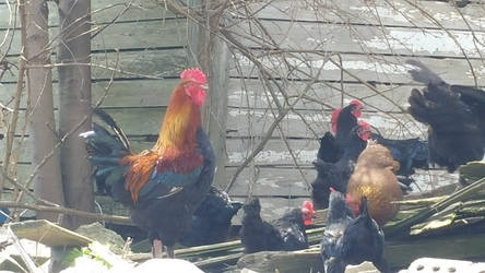 Chickens in the Shade