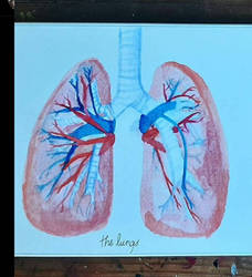 The lungs