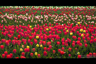 Sea_of_tulips