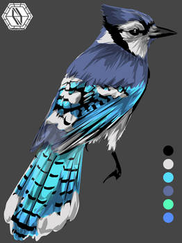 Blue Jay