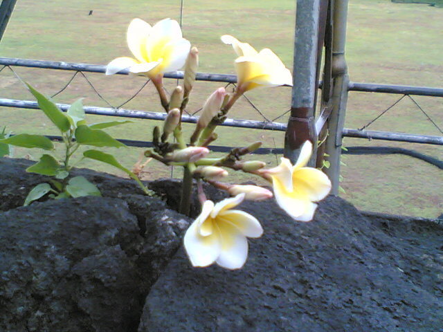 a flowers bloom between stones