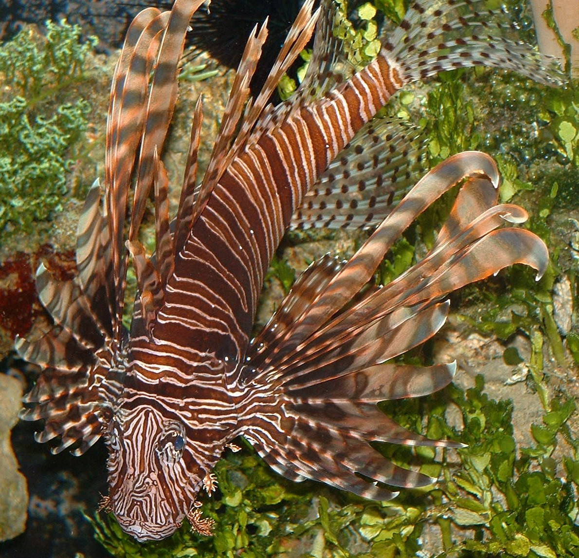 Zebra Lionfish No. 2