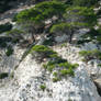 Trees on a cliff, Italy