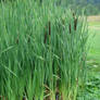 Reeds