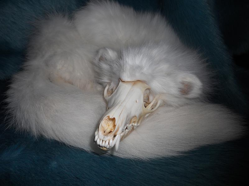 Arctic fox spook: WIP