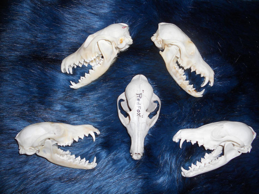 Fox Roting Skull Red fox skulls by Sharpe19 on DeviantArt