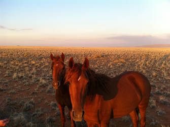 Beaty in Wild Lands