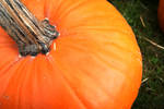 Pumpkin by 37mm-Angel